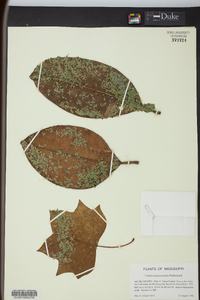 Lemna aequinoctialis image