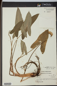 Peltandra sagittifolia image