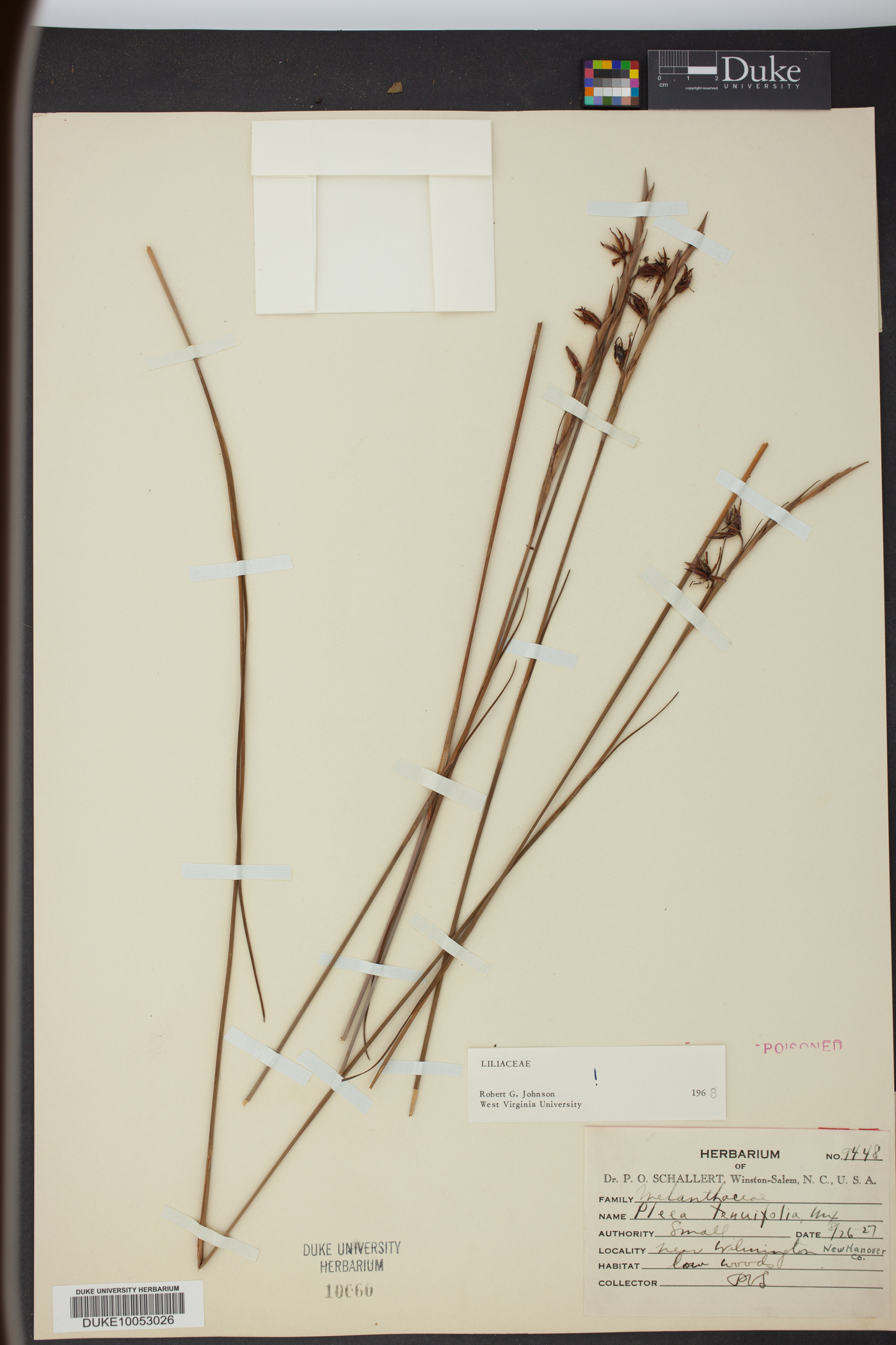 Pleea tenuifolia image