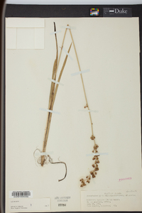 Tofieldia racemosa image