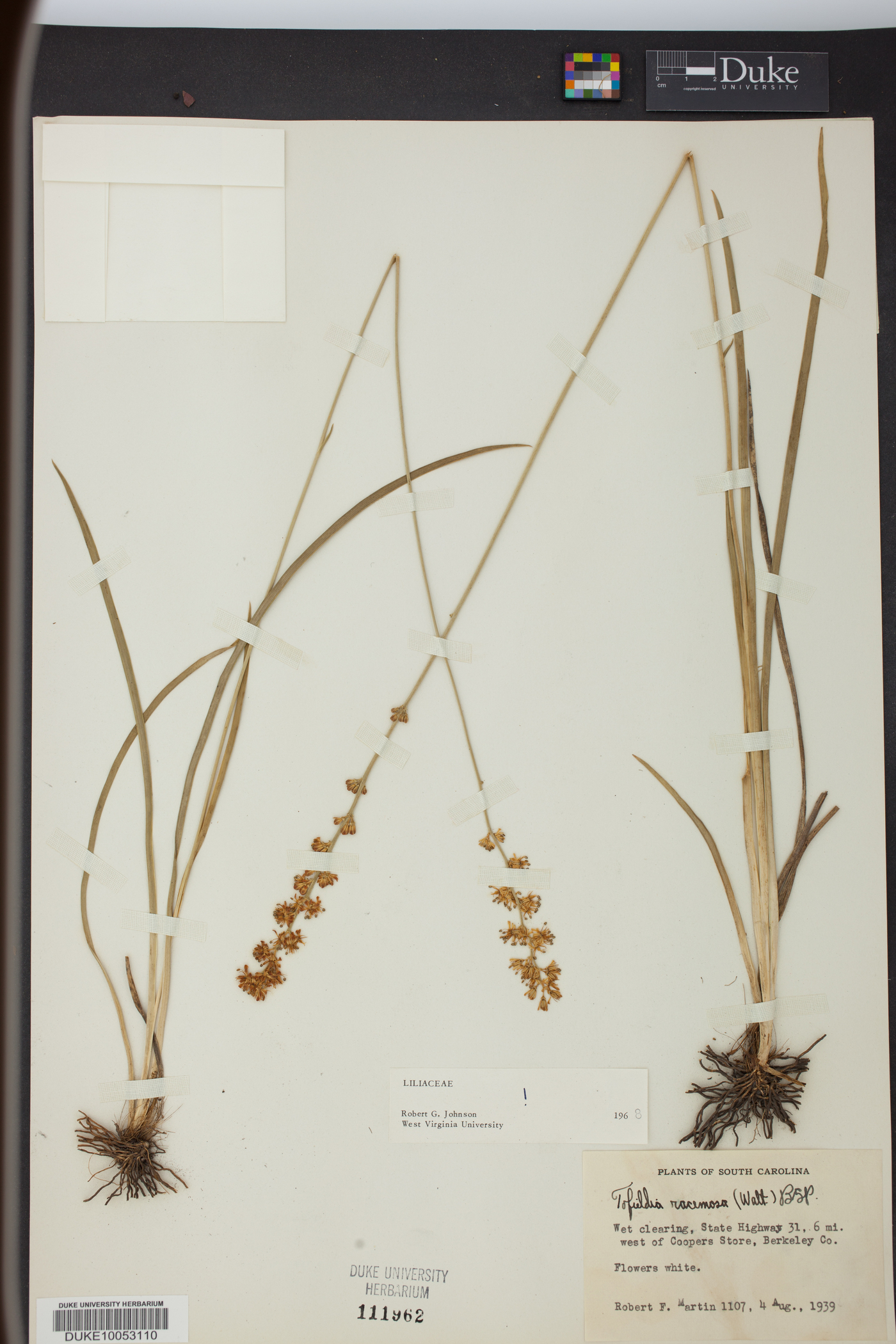 Tofieldia racemosa image