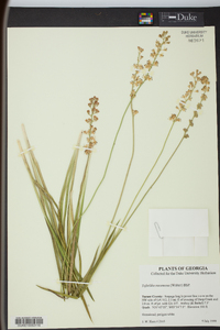 Tofieldia racemosa image