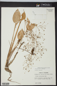 Alisma subcordatum image