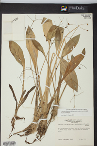 Sagittaria graminea subsp. weatherbiana image