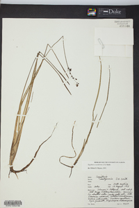 Sagittaria isoetiformis image