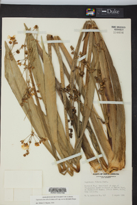 Sagittaria lancifolia subsp. media image