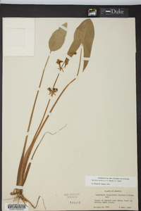 Sagittaria australis image