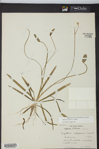 Sagittaria filiformis image