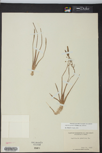 Sagittaria graminea subsp. graminea image