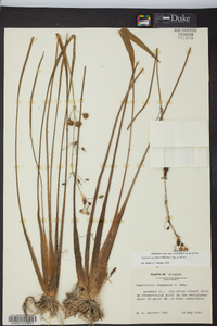 Sagittaria graminea subsp. graminea image