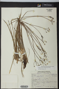 Sagittaria graminea subsp. graminea image