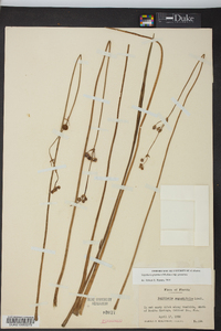 Sagittaria graminea subsp. graminea image