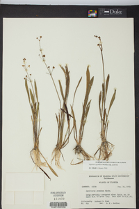 Sagittaria graminea subsp. graminea image