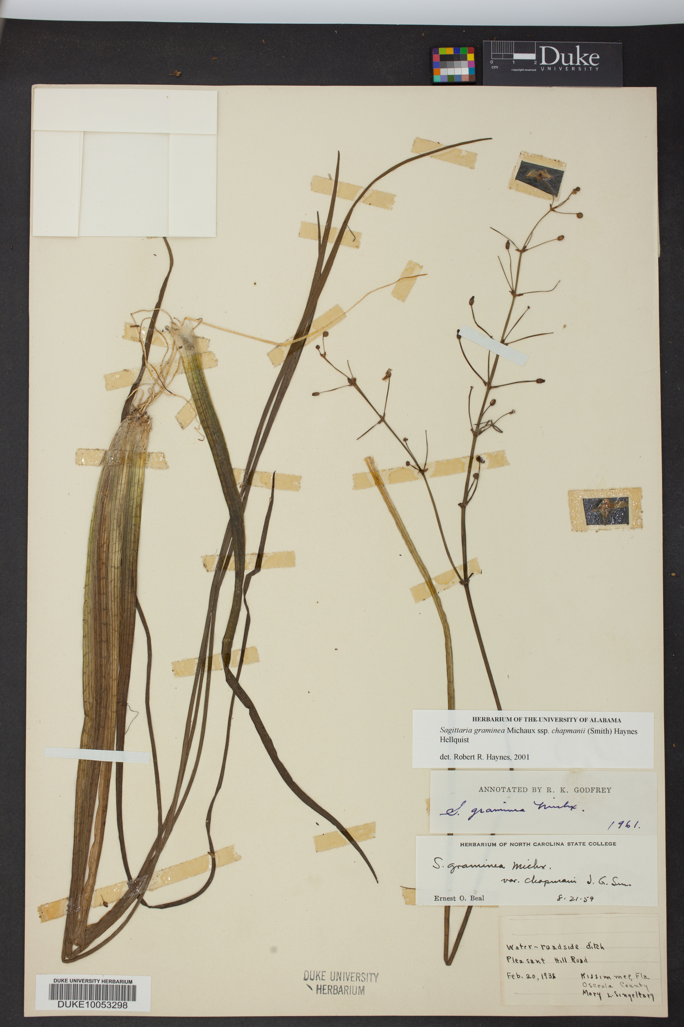 Sagittaria graminea subsp. chapmanii image