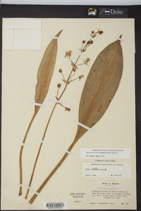 Sagittaria lancifolia image