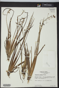 Sagittaria graminea image