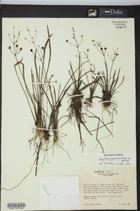 Sagittaria graminea image