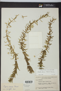 Elodea densa image