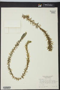 Elodea densa image