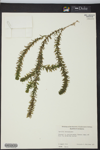 Hydrilla verticillata image