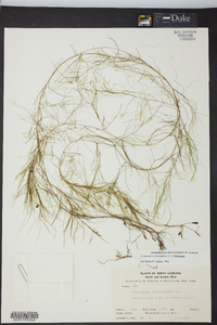 Potamogeton diversifolius image