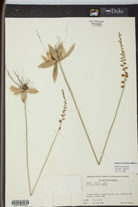 Aletris aurea image