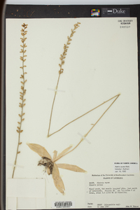 Aletris aurea image