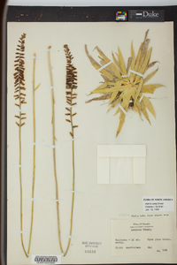 Aletris lutea image