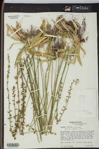 Aletris lutea image