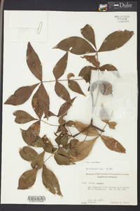 Carya texana image