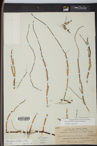 Cymodocea filiformis image