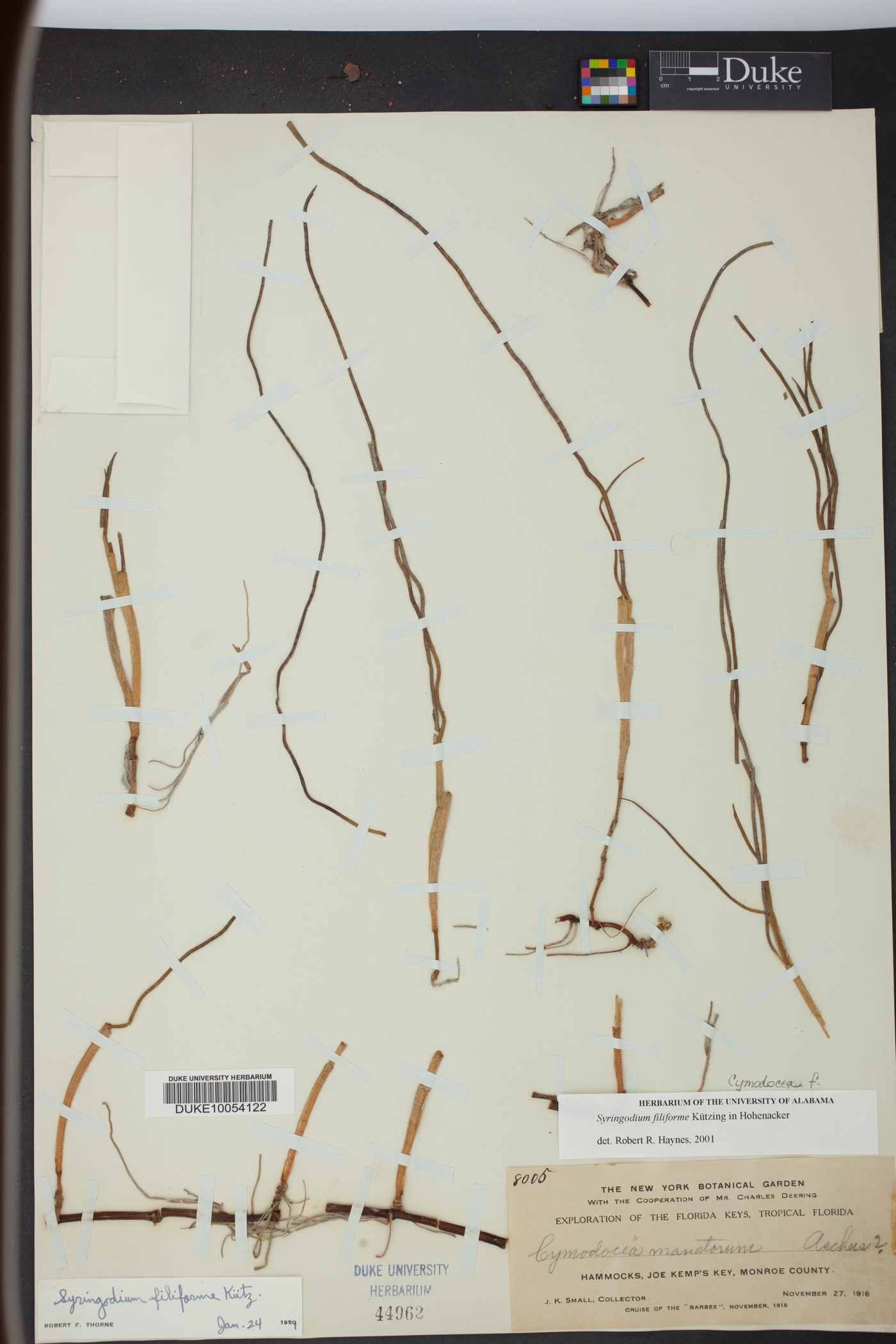 Cymodocea filiformis image