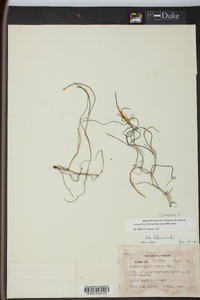 Cymodocea filiformis image