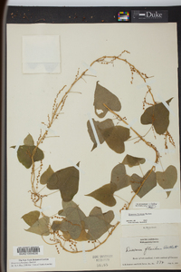 Dioscorea floridana image