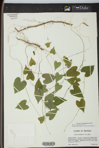 Dioscorea floridana image