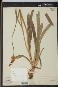 Amianthium muscitoxicum image