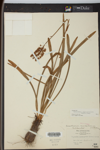 Amianthium muscitoxicum image