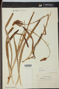 Amianthium muscitoxicum image