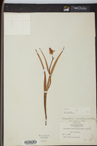 Amianthium muscitoxicum image