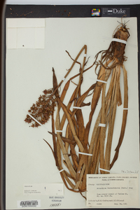 Amianthium muscitoxicum image