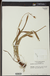 Amianthium muscitoxicum image