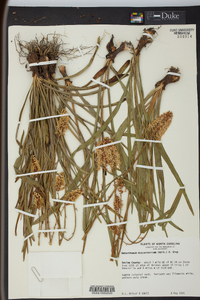 Amianthium muscitoxicum image