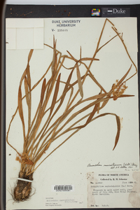 Amianthium muscitoxicum image