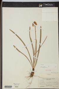 Amianthium muscitoxicum image