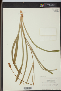 Amianthium muscitoxicum image