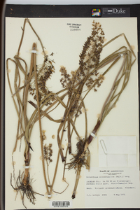 Amianthium muscitoxicum image