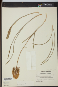 Amianthium muscitoxicum image