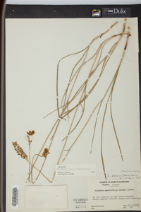 Stenanthium densum image