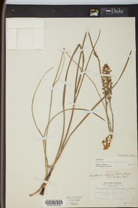 Stenanthium densum image