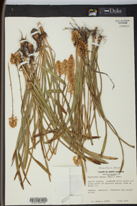 Stenanthium densum image